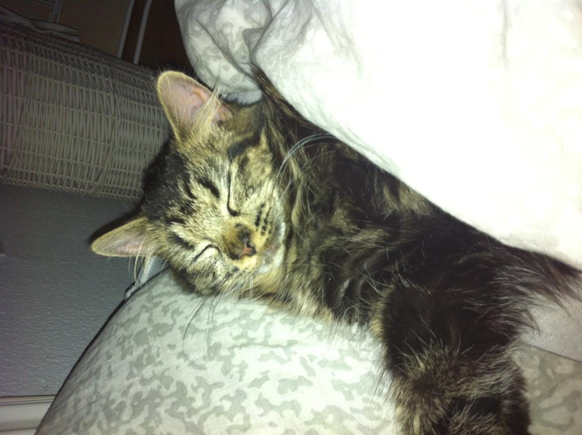 Norsk Skovkat Misser - Vi putter :-) billede 12