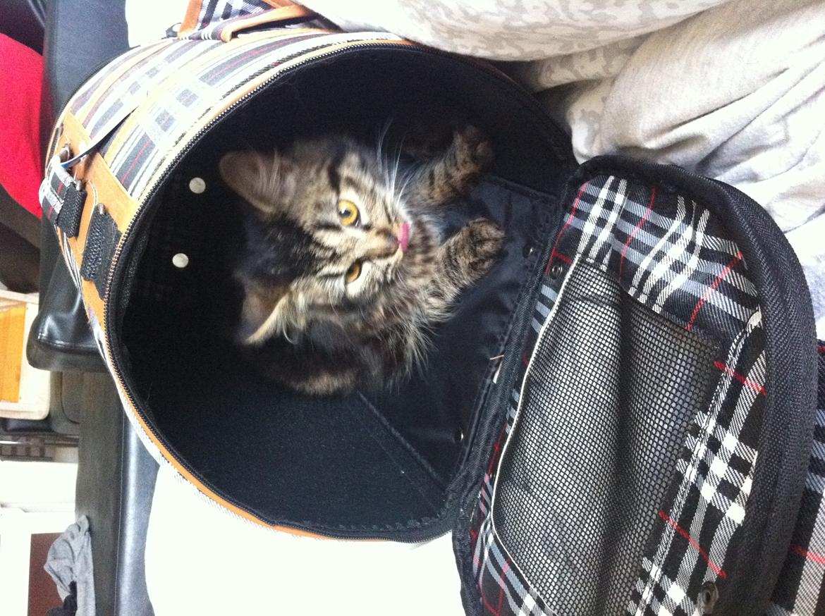 Norsk Skovkat Misser billede 13