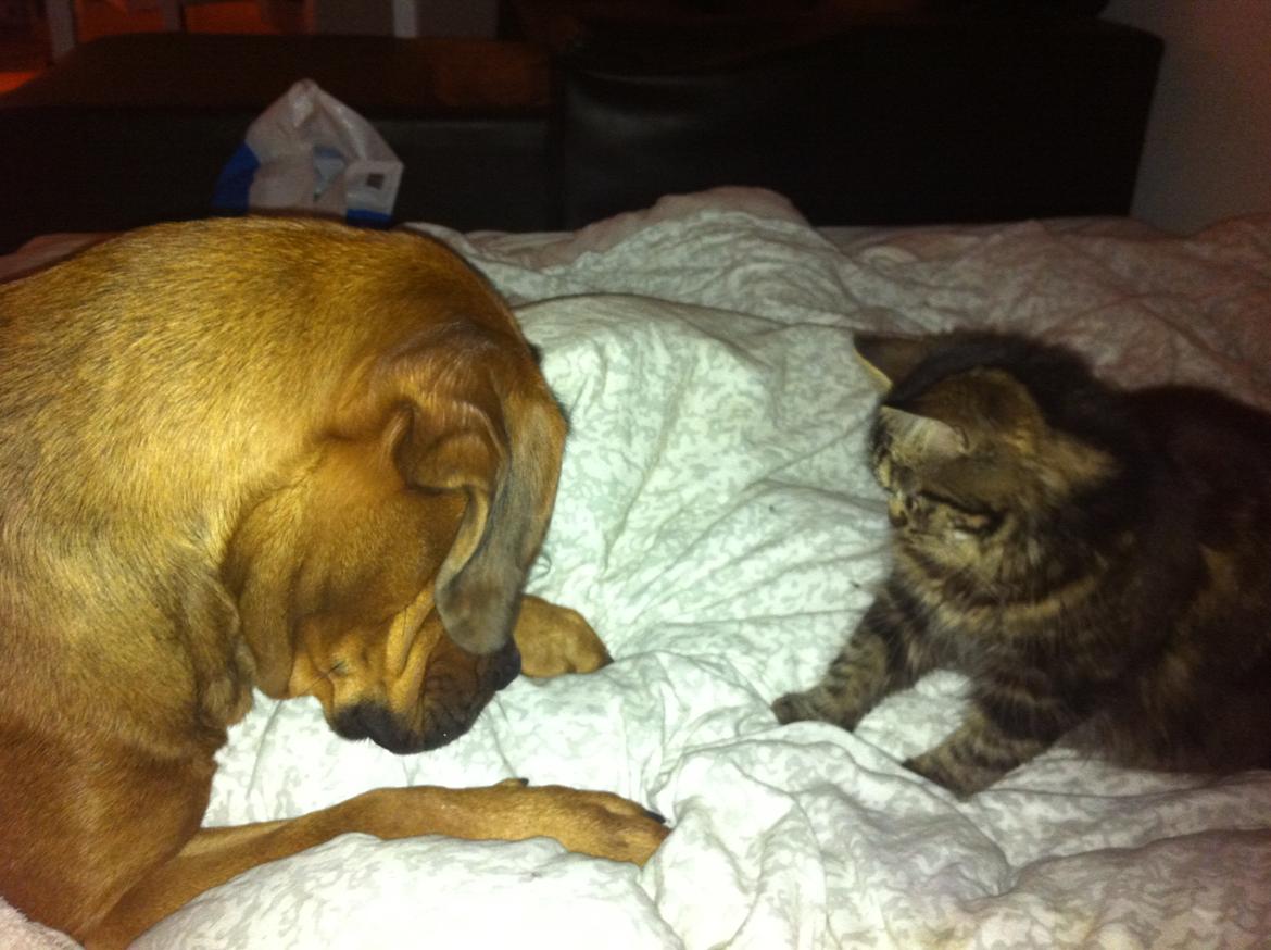 Norsk Skovkat Misser - <3 billede 14