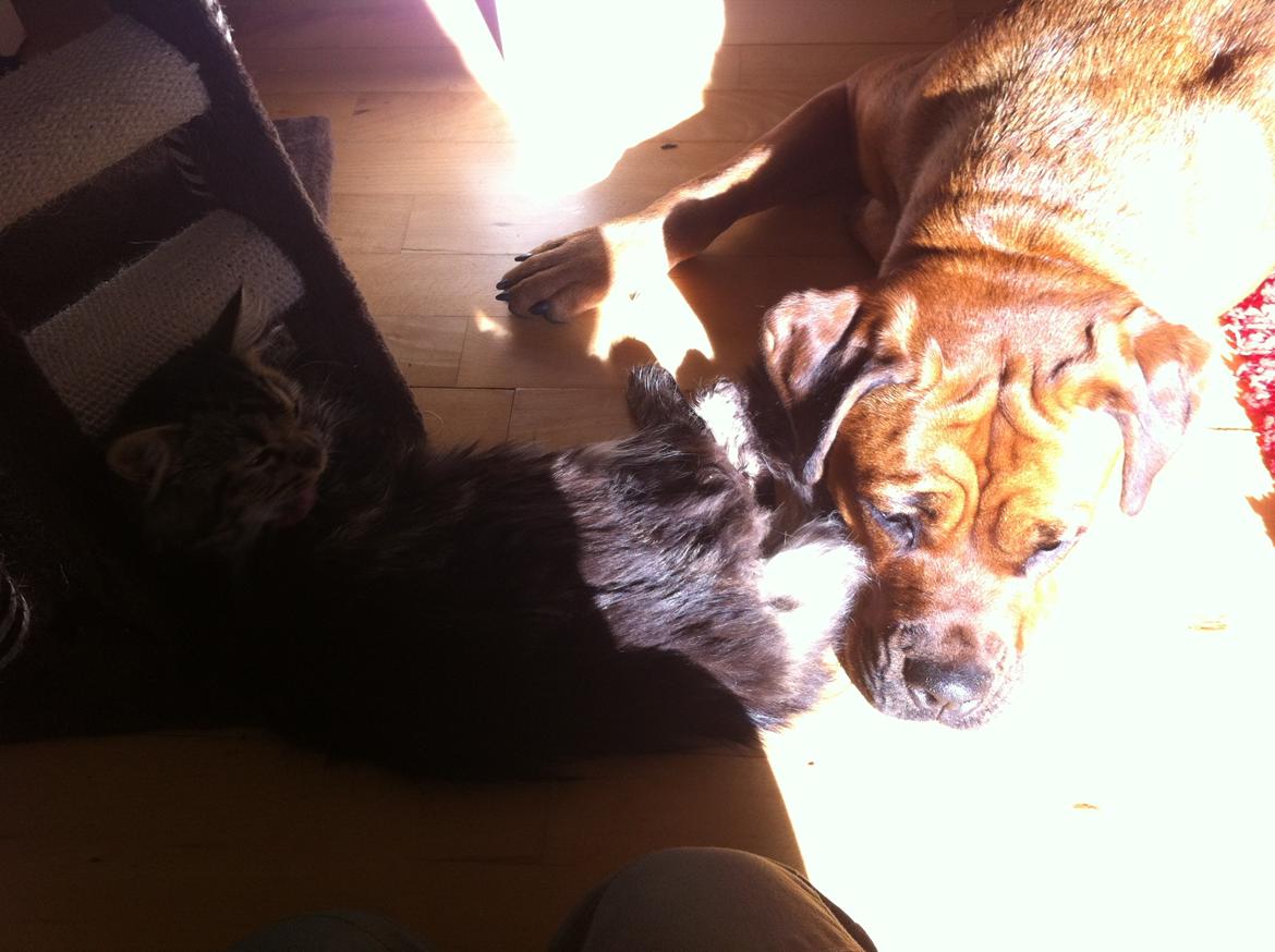 Norsk Skovkat Misser - Misser kan med alle :-)  billede 15