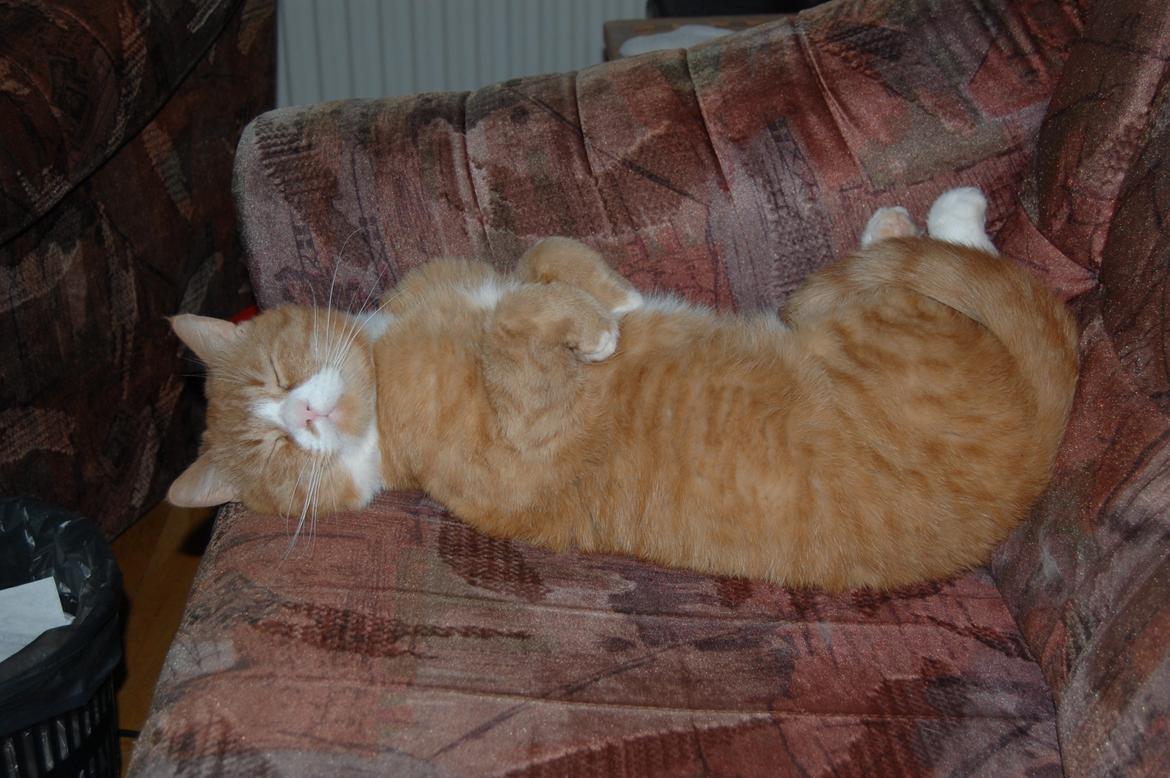 Huskat Max billede 1