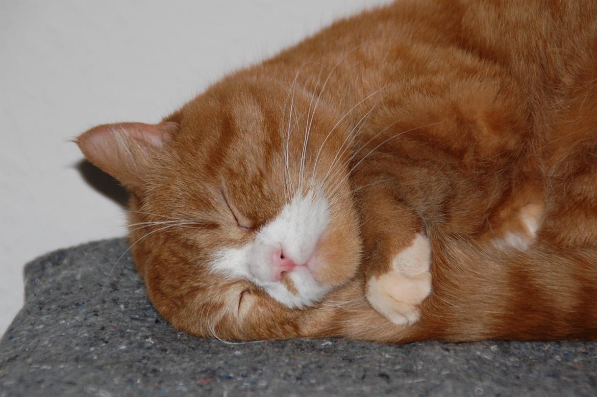 Huskat Max billede 2