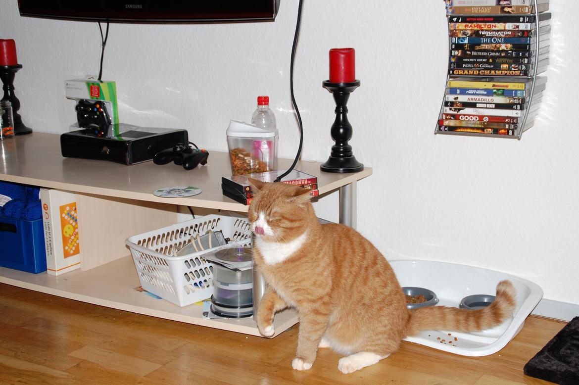 Huskat Max billede 3