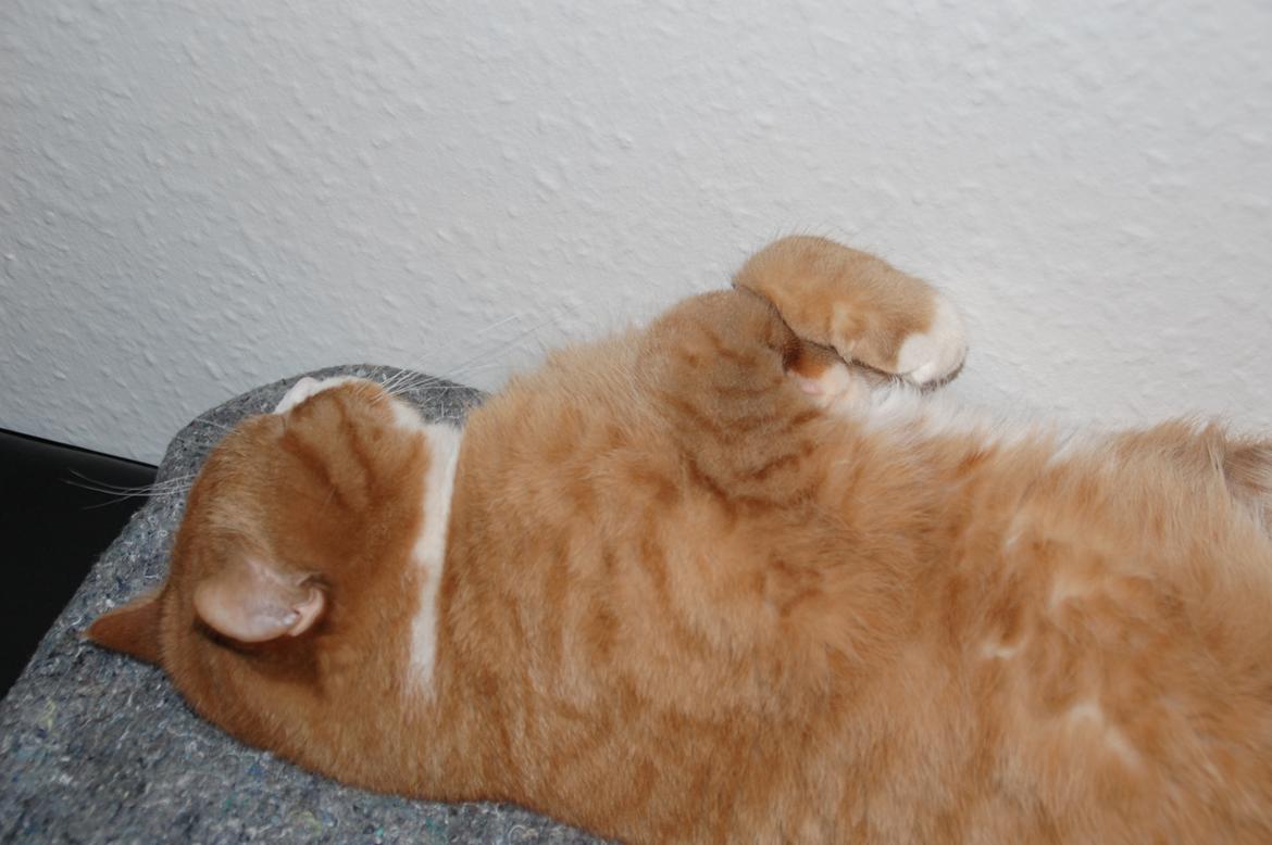 Huskat Max billede 4