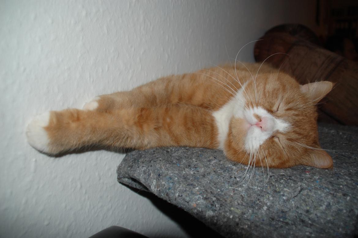 Huskat Max billede 5