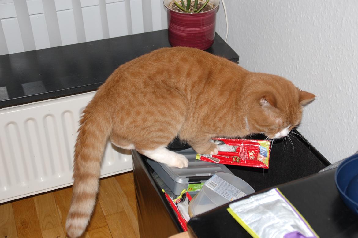 Huskat Max billede 6