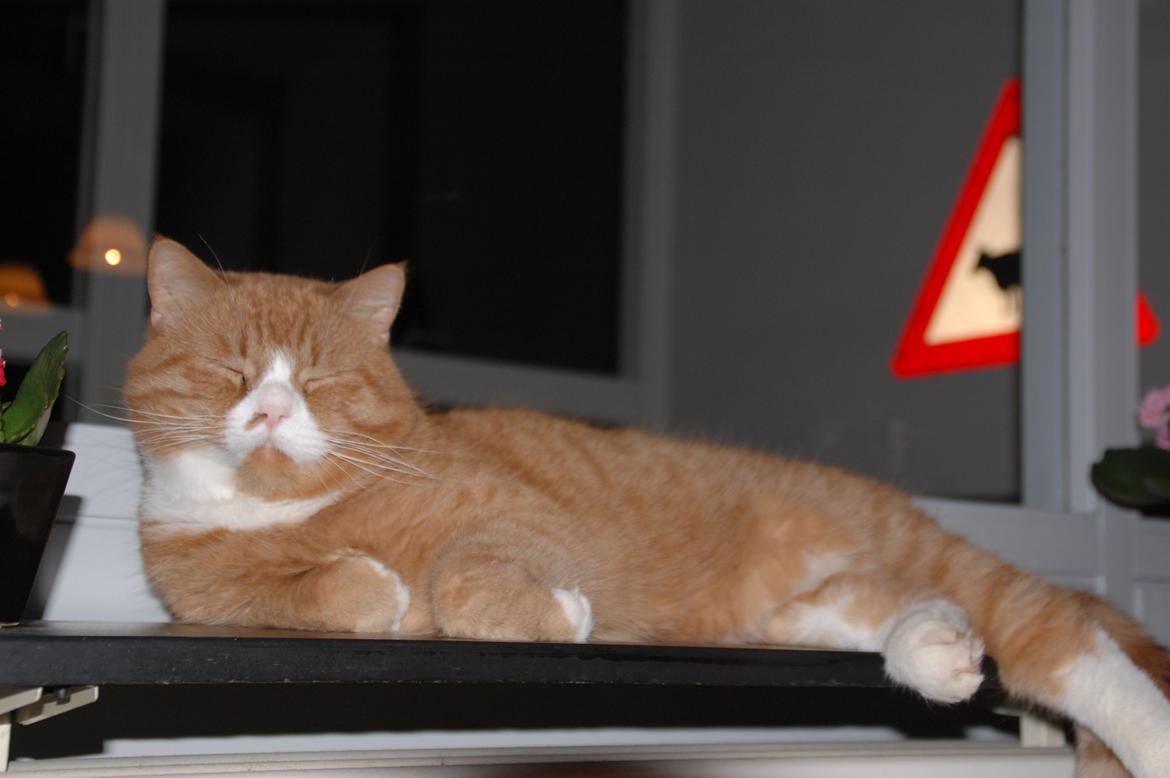 Huskat Max billede 7