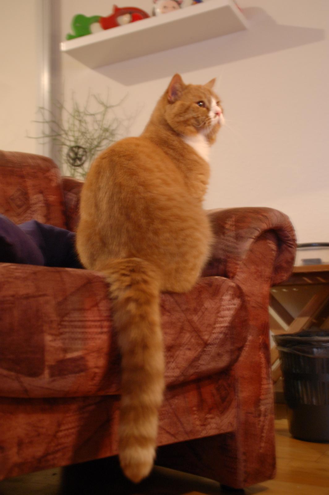 Huskat Max billede 8