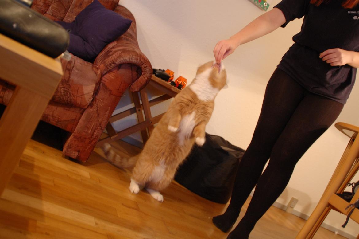 Huskat Max billede 9