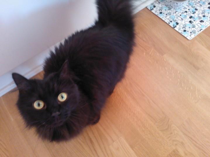 Maine Coon Malou billede 2