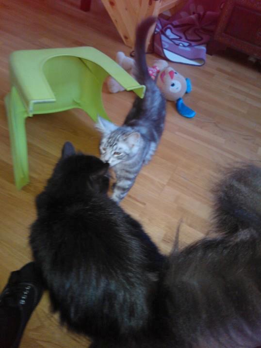 Maine Coon Malou billede 3