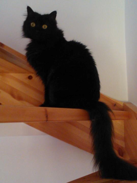 Maine Coon Malou billede 4