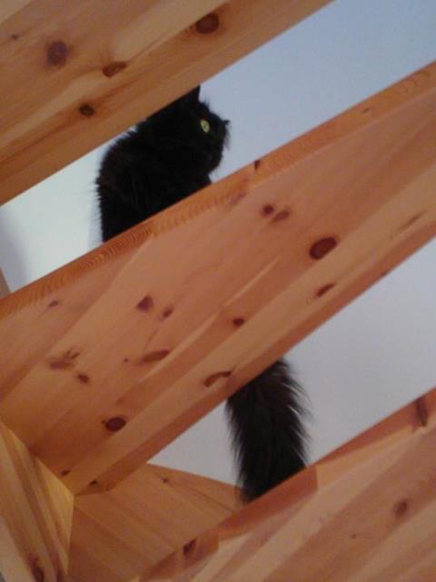 Maine Coon Malou billede 5