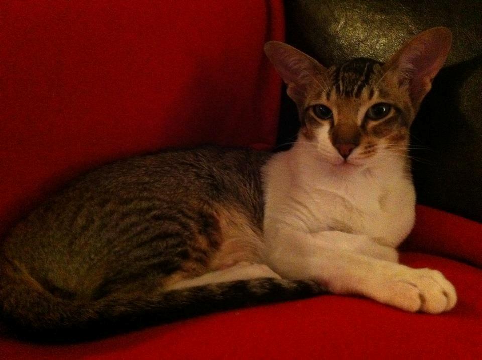 Orientaler Korben Dallas billede 7