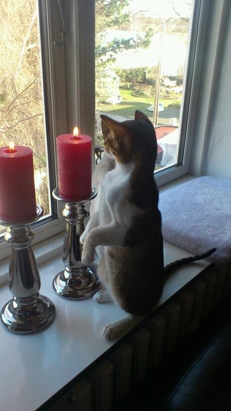 Orientaler Korben Dallas - Han er glad for ild! billede 6