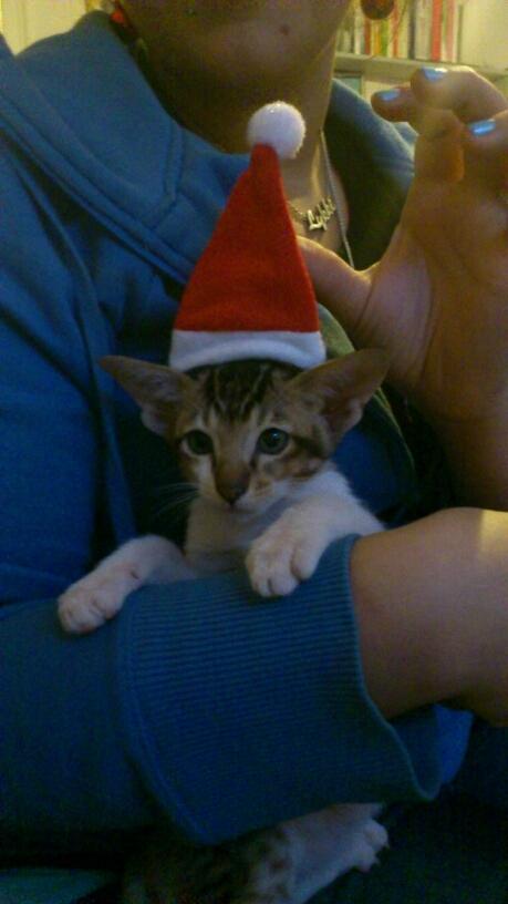 Orientaler Korben Dallas - Dec 2011 billede 9