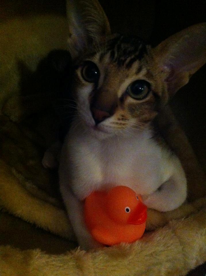 Orientaler Korben Dallas - han har sin egen lille and :) billede 10