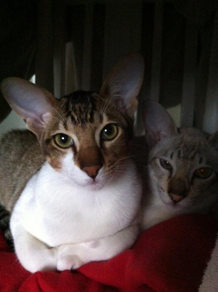 Orientaler Korben Dallas billede 11