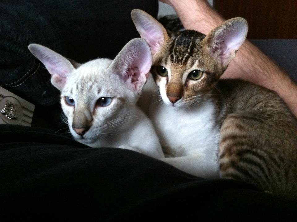 Orientaler Korben Dallas billede 1