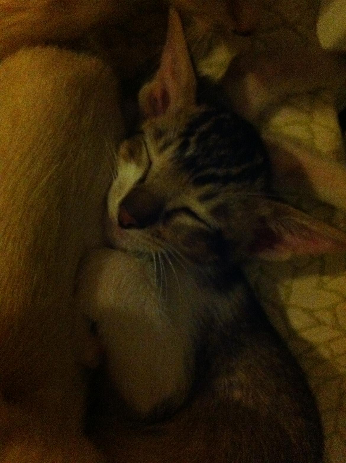 Orientaler Korben Dallas - som killing billede 12