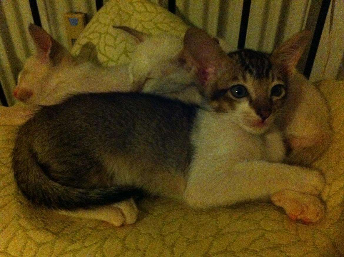 Orientaler Korben Dallas billede 13