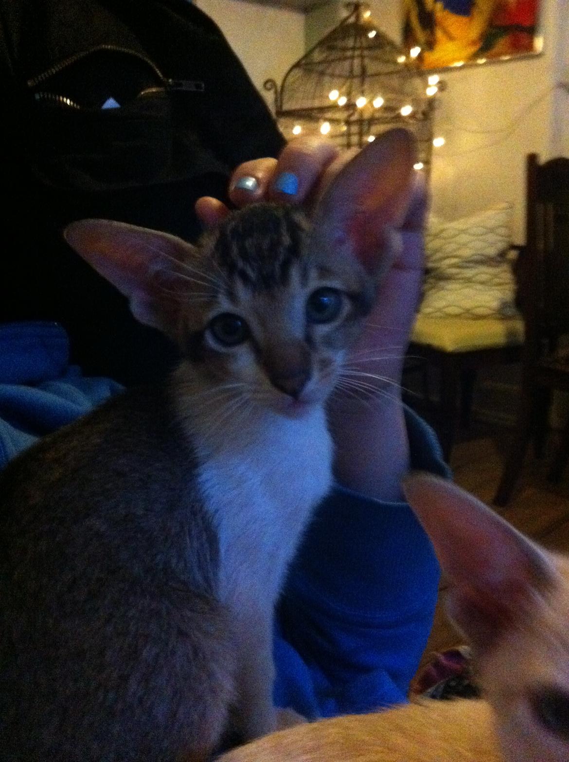 Orientaler Korben Dallas billede 14