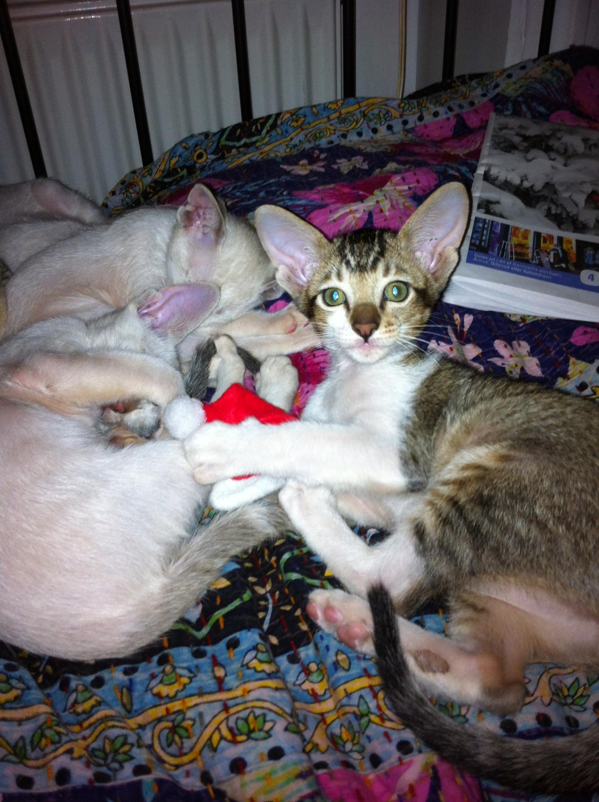 Orientaler Korben Dallas billede 15