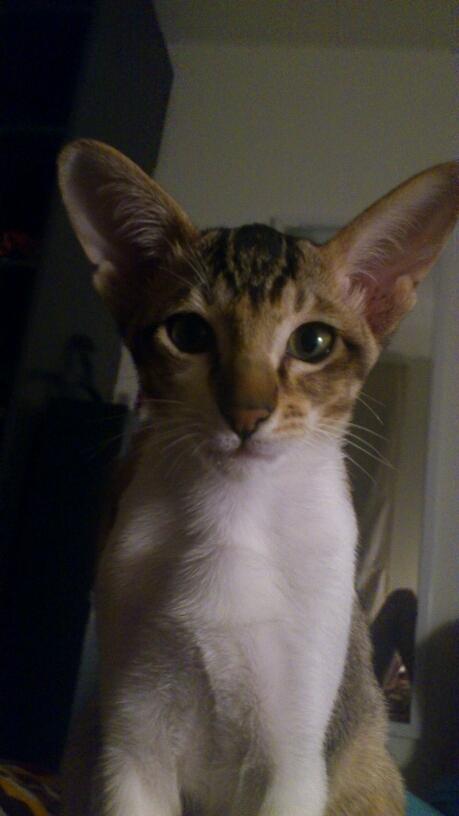 Orientaler Korben Dallas billede 16