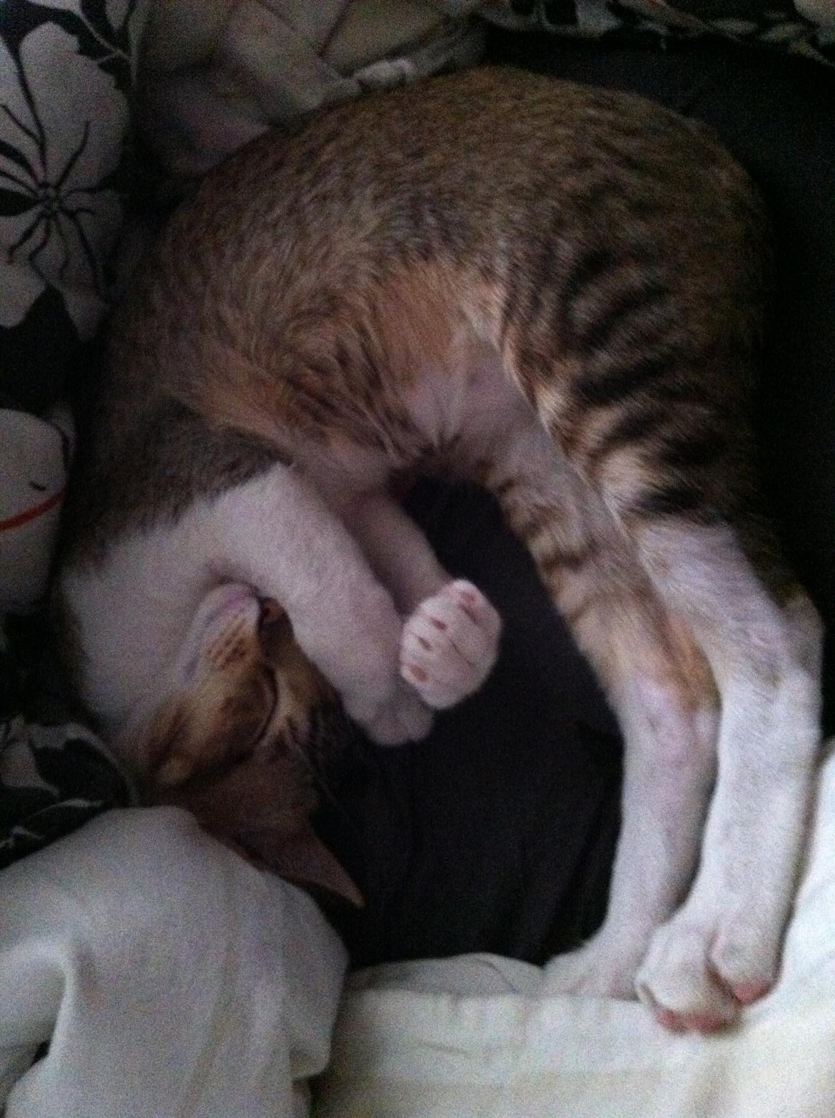 Orientaler Korben Dallas billede 17