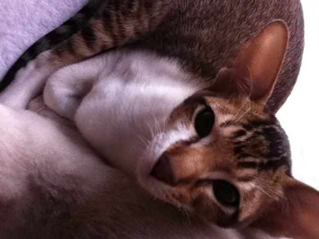 Orientaler Korben Dallas billede 4