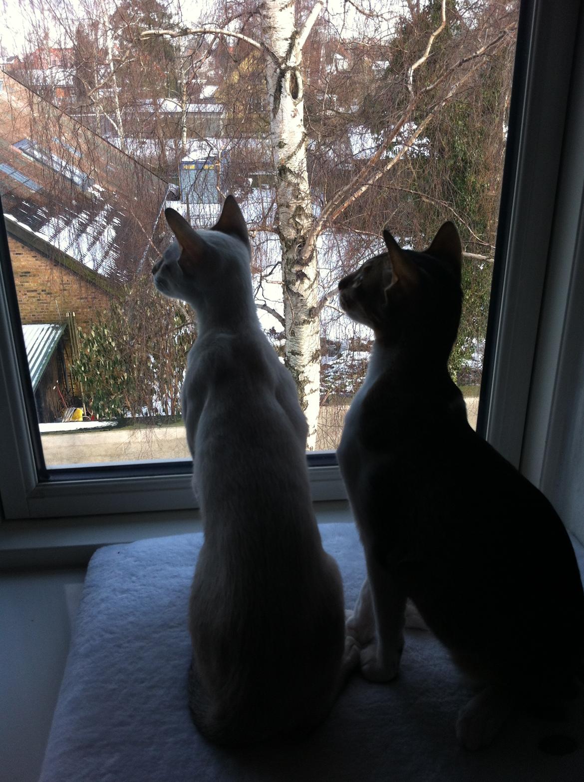 Orientaler Korben Dallas - lidt majæstatisk billede 18