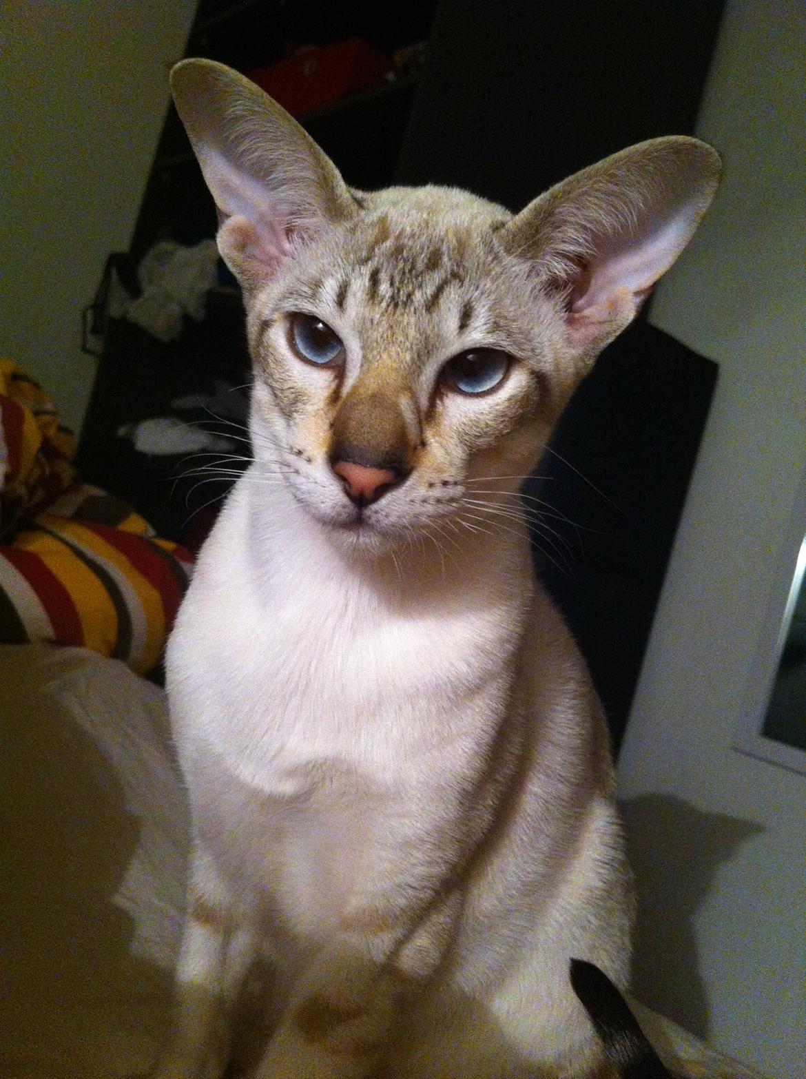 Siameser Vito Cornelius billede 2