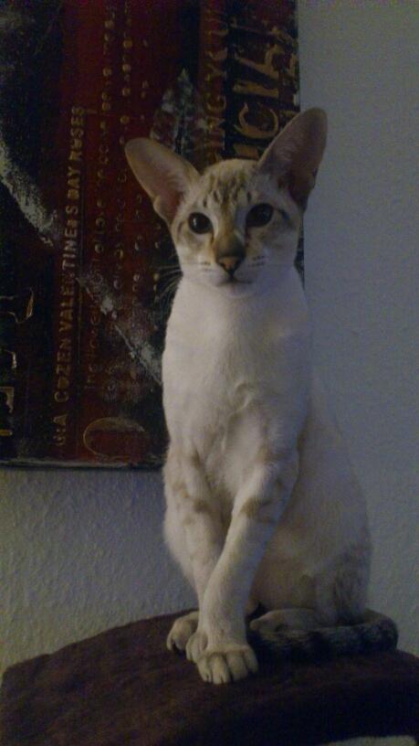 Siameser Vito Cornelius billede 5