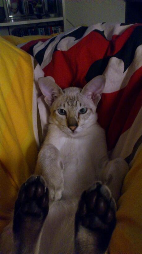 Siameser Vito Cornelius - putte katten :) billede 7