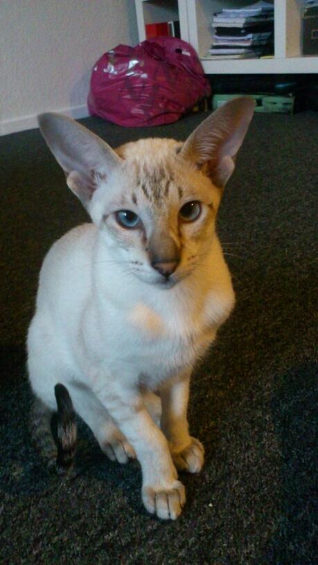 Siameser Vito Cornelius billede 9