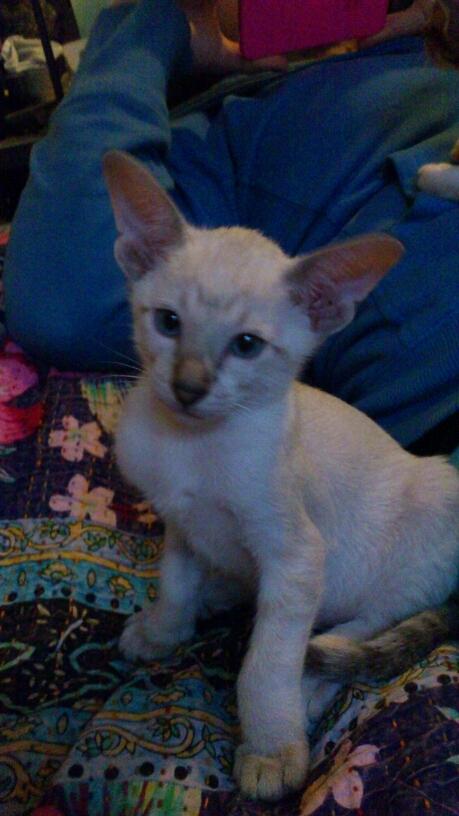 Siameser Vito Cornelius billede 10