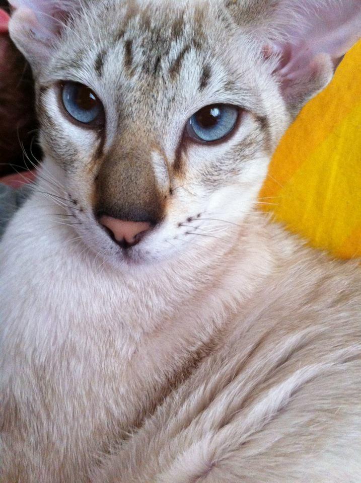 Siameser Vito Cornelius - de flotteste øjne billede 3