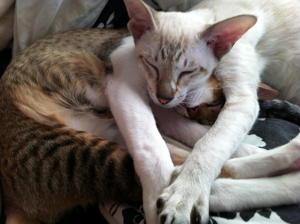 Siameser Vito Cornelius billede 12