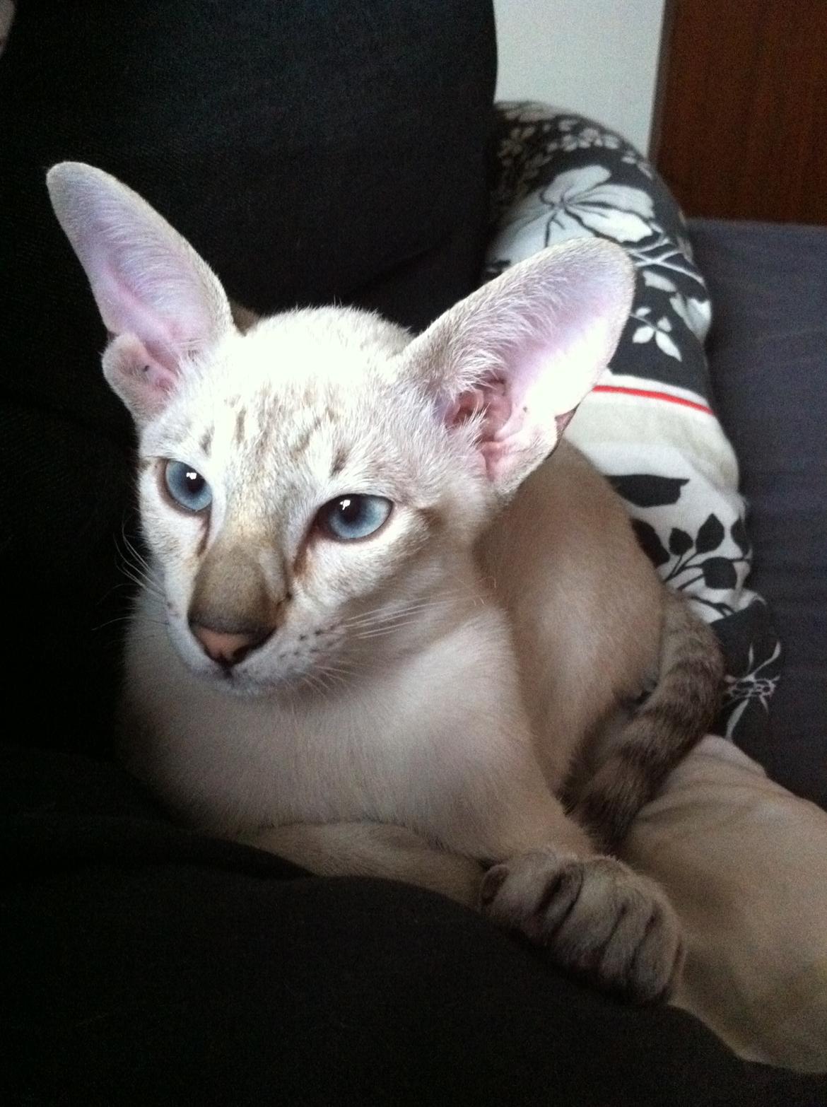 Siameser Vito Cornelius billede 13