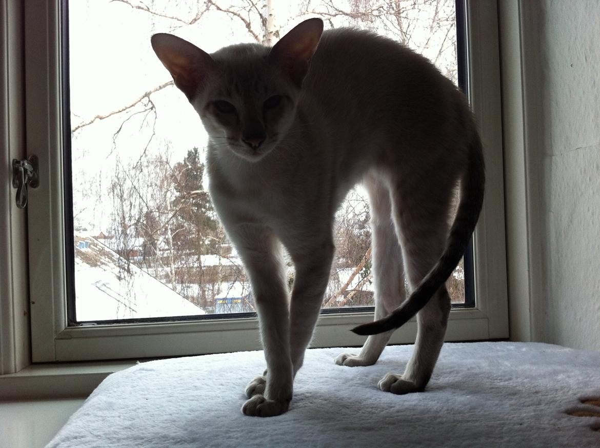 Siameser Vito Cornelius billede 6