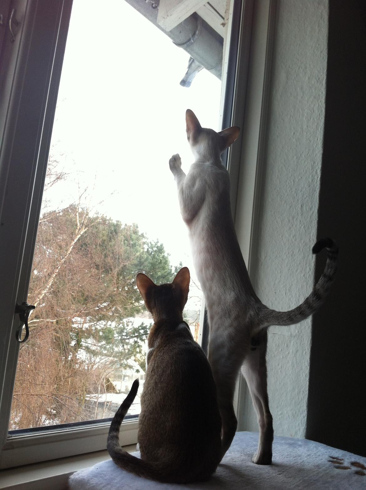 Siameser Vito Cornelius - fugle udenfor vinduet! billede 14