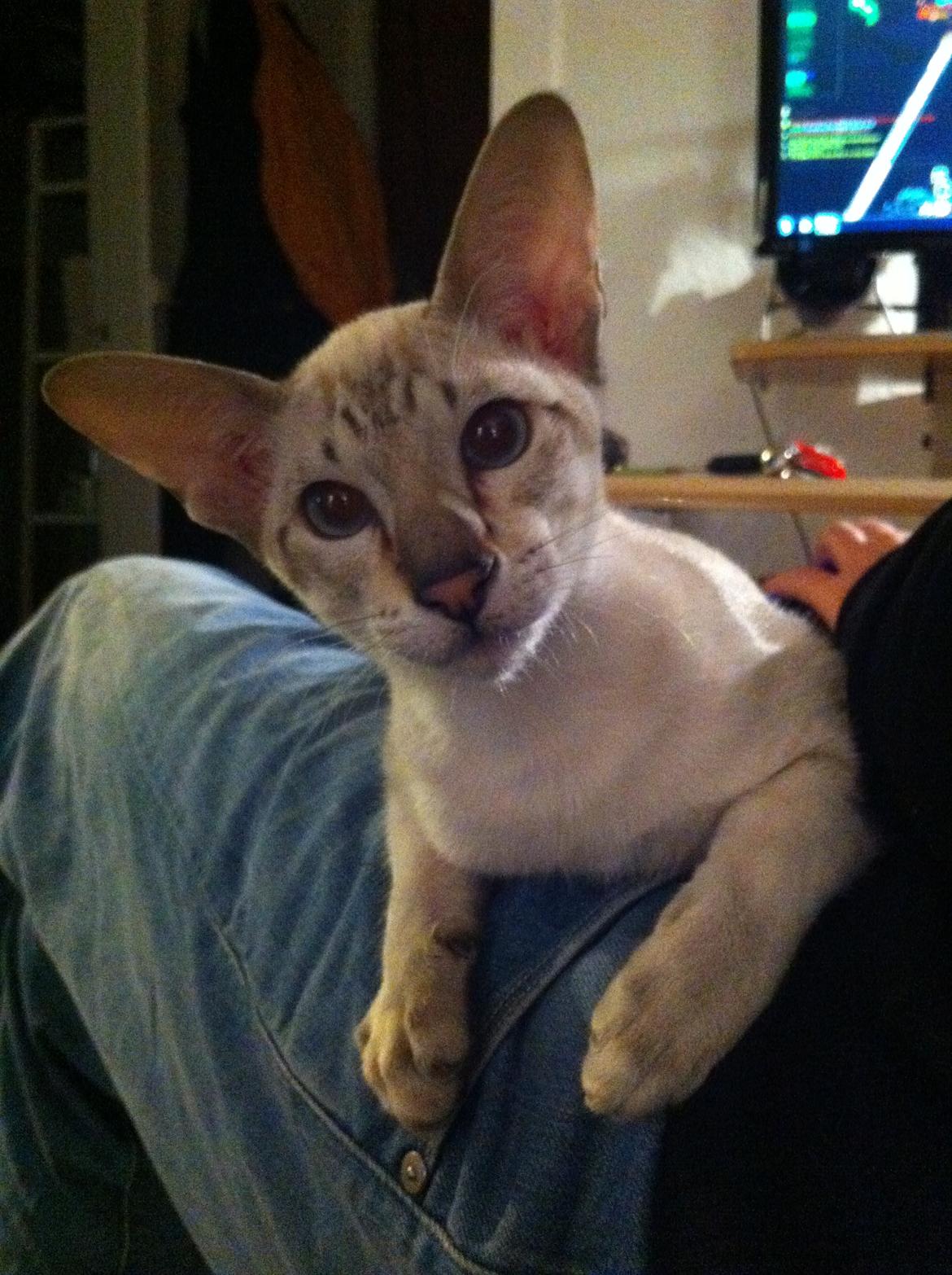 Siameser Vito Cornelius billede 15