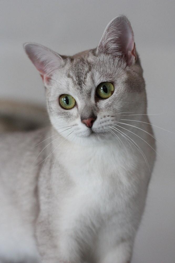 Burmilla Shines Wadiah billede 19