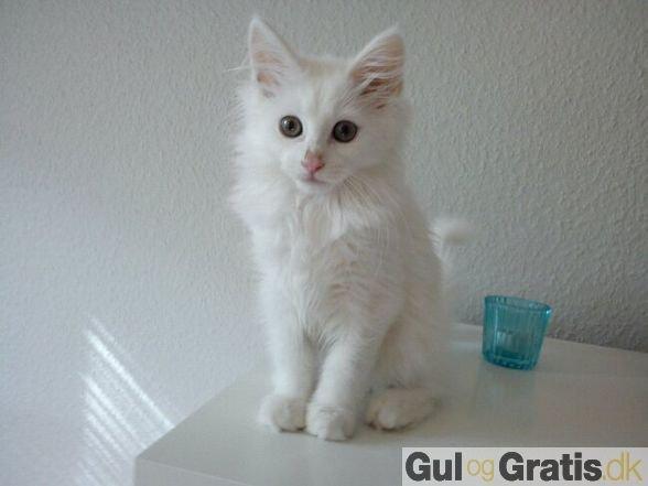 Maine Coon Divine´s Molly billede 1