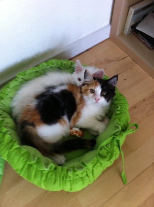 Maine Coon Divine´s Molly billede 2