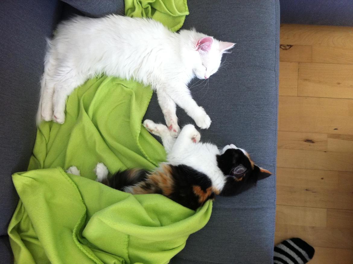 Maine Coon Divine´s Molly billede 3