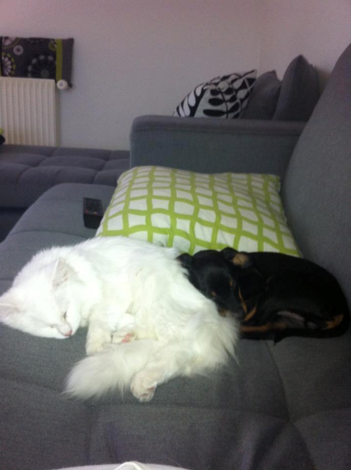 Maine Coon Divine´s Molly billede 4