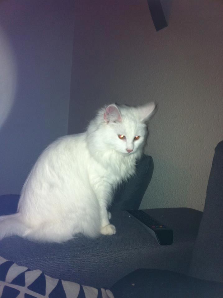 Maine Coon Divine´s Molly billede 5