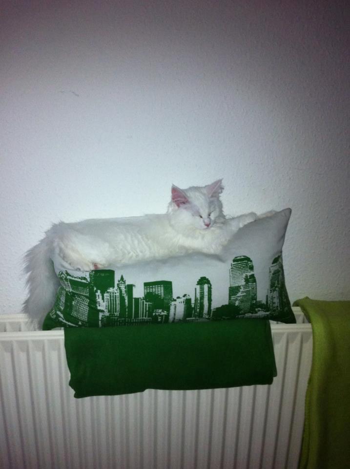 Maine Coon Divine´s Molly billede 6