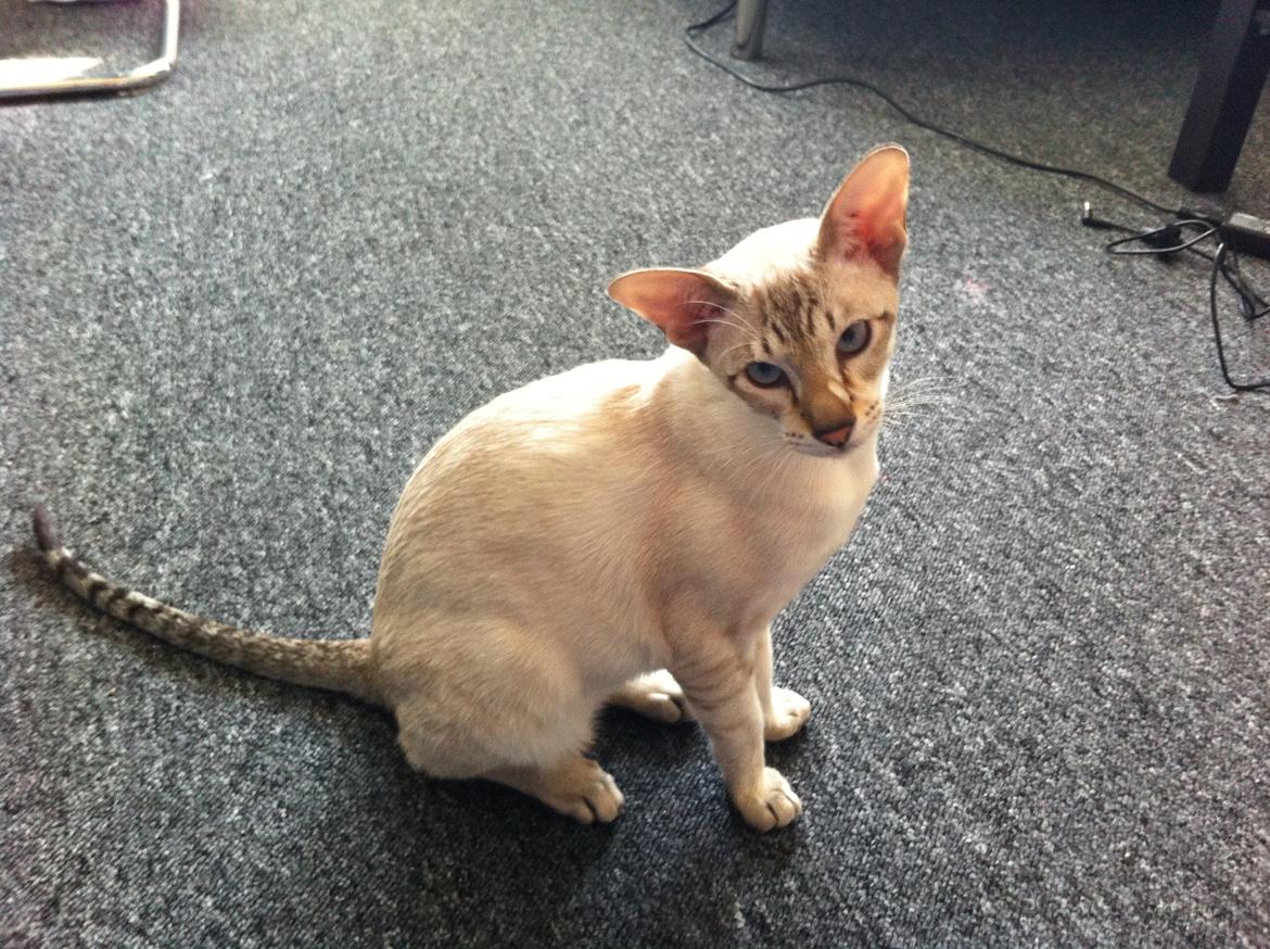 Siameser Vito Cornelius billede 4